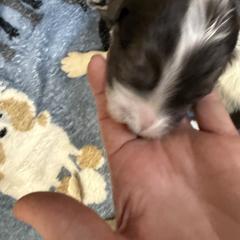 Asher - male Newfypoo puppy in San Antonio, Texas from Mammoth Doodles