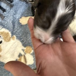 Asher - male Newfypoo puppy in San Antonio, Texas from Mammoth Doodles