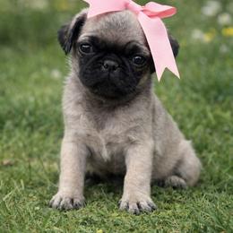 Kourtney - Fawn female Pug puppy in Yellville, Arkansas from Ozark Mountain Doodles & Pugs