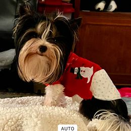 Jax - Yorkshire Terrier