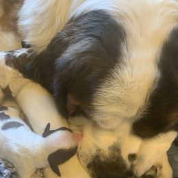 Newfoundland, Poodle, Saint Berdoodle, and Saint Bernard Puppies from Mammoth Doodles