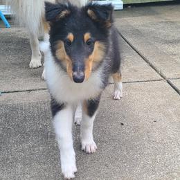 Collie puppies from LeAnne Dobbins