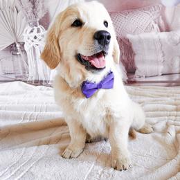 Cavalier King Charles Spaniel and Golden Retriever Puppies from SelahGold