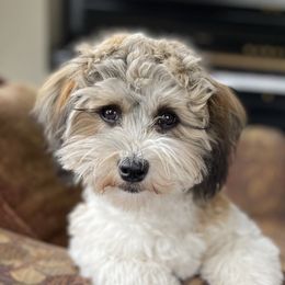 Zara - Havanese