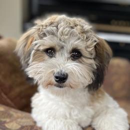 Zara - Havanese