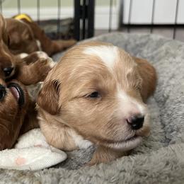 Tan collar boy - Apricot male Goldendoodle puppy in Fairfield, California from Twin Sisters Doodles