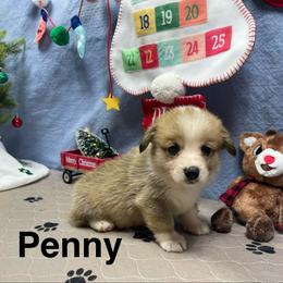 Penny - Sable female Pembroke Welsh Corgi puppy in Apison, Tennessee from Ashmore Corgis