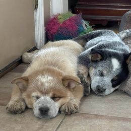 Australian Cattle Dog Puppies from Fox Hill Cattle Dogs