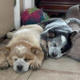 Australian Cattle Dog Puppies from Fox Hill Cattle Dogs