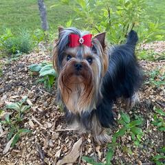 Yorkshire Terrier Puppies from Sassyville Yorkies