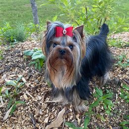 Yorkshire Terrier Puppies from Sassyville Yorkies