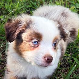 Leonard - Red merle male Toy Australian Shepherd puppy in Smithville, Arkansas from Cooper Creek Aussies