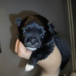 Beauty - Black female Pomeranian puppy in Albany, New York from K&A Little Wonder's