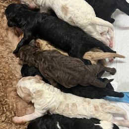 Poodles from The Garland’s Standard Poodle Breeders