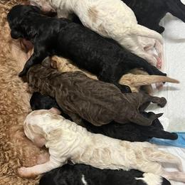Poodles from The Garland’s Standard Poodle Breeders