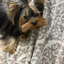 Yorkshire Terrier puppies from Kissable baby face yorkies