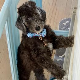 Scarlet - Blue female Bedlington Terrier puppy in Cypress, Texas from Little Starz Bedlington