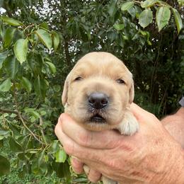 Kabob Boy - Golden male Golden Retriever puppy in Knoxville, Tennessee from Jack and Ginger’s Goldens
