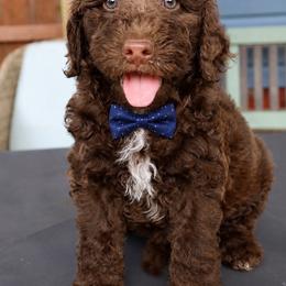 Wonka Bar - Phantom male Bernedoodle puppy in Ohio from Moore Doodles