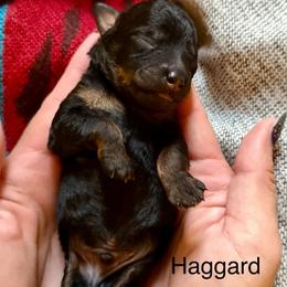 Haggard - Phantom male Poodle puppy in Ardmore, Oklahoma from The Poodles of Green Acres