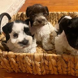 Miniature Schnauzer Puppies from JC Parti Schnauzers
