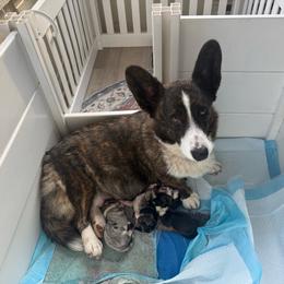 Cardigan Welsh Corgi puppies from Squires Corgi Cottage