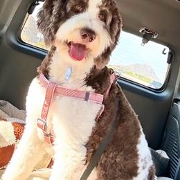 Liberty - Bernedoodle