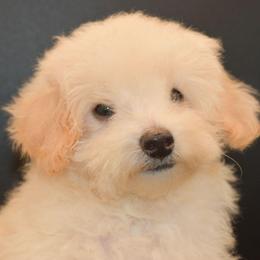 Turner (AKC) - White male Poodle puppy in Rainbow City, Alabama from Misioh Poodles