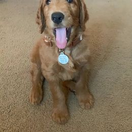 Goldendoodle Puppies from Rustic Road Doodles