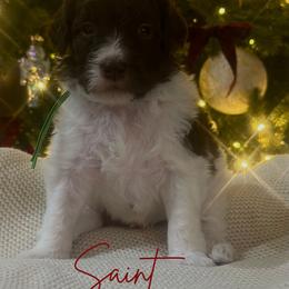 Saint - Parti male Assorted Doodle Crosses puppy in West Monroe, Louisiana from Southern Haven Doodles