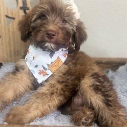 Macchiato-Black - Phantom female Bernedoodle puppy in Oak Hills, California from High Desert Doodles