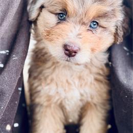 Sassy - Red merle female Aussiedoodle puppy in Hempstead, Texas from Young Gun Aussies