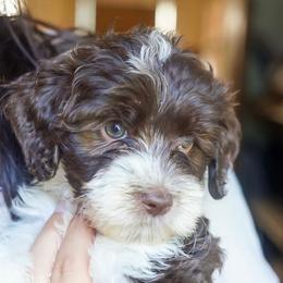 Star - Chocolate female Australian Labradoodle puppy in Dawson, Georgia from Still Pond Australian Labradoodles