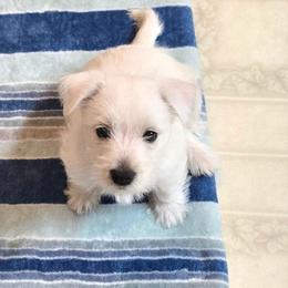 Mr Blue - White male West Highland White Terrier puppy in Brownsville, Oregon from Calapooia Westies
