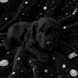 Padmé - Black female Poodle puppy in Mayville, Michigan from Kathy Maize