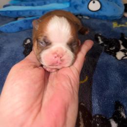 Boy 2 - Red male Boston Terrier puppy in Ringgold, Georgia from A-K Boston Terriers