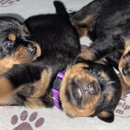 Rottweiler Puppies from Von Zak Kennels