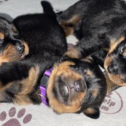 Rottweiler Puppies from Von Zak Kennels