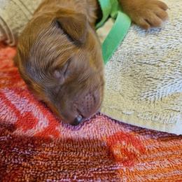 Green Boy - Apricot male Goldendoodle puppy in Lumberton, Texas from SETX Doodle Den LLC