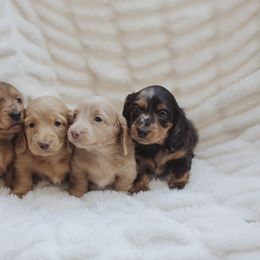 Dachshund Puppies from Little Loves