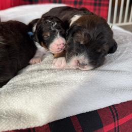 Bernedoodle, Cockapoo, and Goldendoodle Puppies from Avery Doodle Day LLC