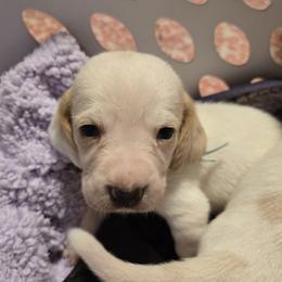 Basset Hound puppies from Violet Lane Basset Hounds