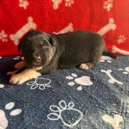 Kiara - Black tri-color female Australian Shepherd puppy in Smithfield, Utah from C&C Ranch