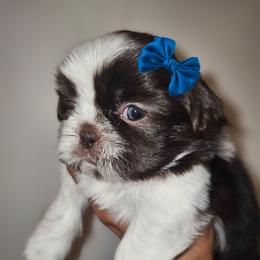 CALLIOPE - Chocolate female Shih Tzu puppy in Los Banos And Bay Area, California from Shantii's Shih Tzu's