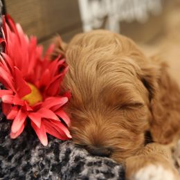 Australian Labradoodle Puppies from Majestic Labradoodles