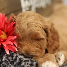 Australian Labradoodle Puppies from Majestic Labradoodles