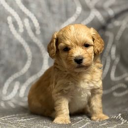 M3 100225 CC - Apricot male Maltipoo puppy in Bakersfield, California from Silvia's Maltipoos