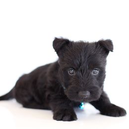 Murdock - Black male Scottish Terrier puppy in Mount Joy, Pennsylvania from K&M Kennel