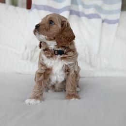 Luke - Cream male Goldendoodle puppy in Columbia, South Carolina from Glittering Grace Goldendoodles