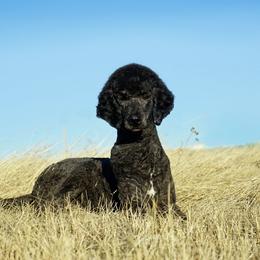Zara - Poodle